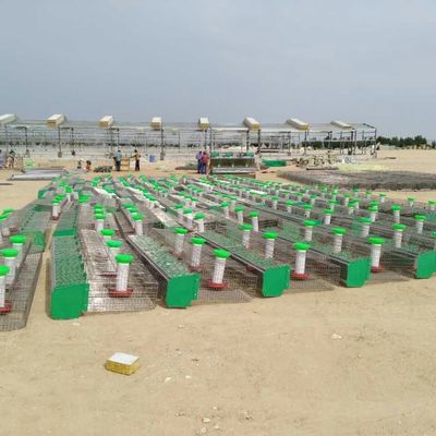 প্রাক ইঞ্জিনিয়ারড গবাদি পশু ফার্ম হাউস চিকেন ইস্পাত কাঠামো গুদাম